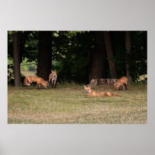 Fox Family Outing  Poster