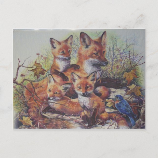 Fox Family Postcard (Front)