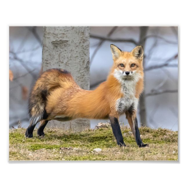  Fox In A Stretch Photo Print (Front)