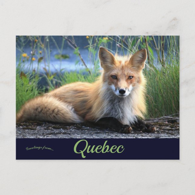 Fox in Percé Quebec Canada Postcard (Front)
