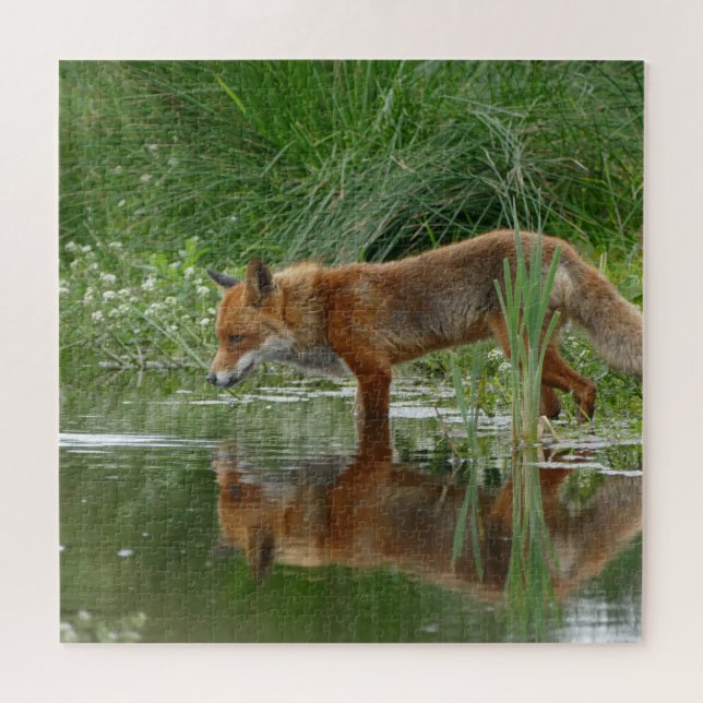 Fox in pond jigsaw puzzle (Horizontal)