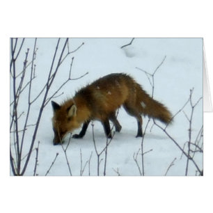 Fox in Snow -Blank Card