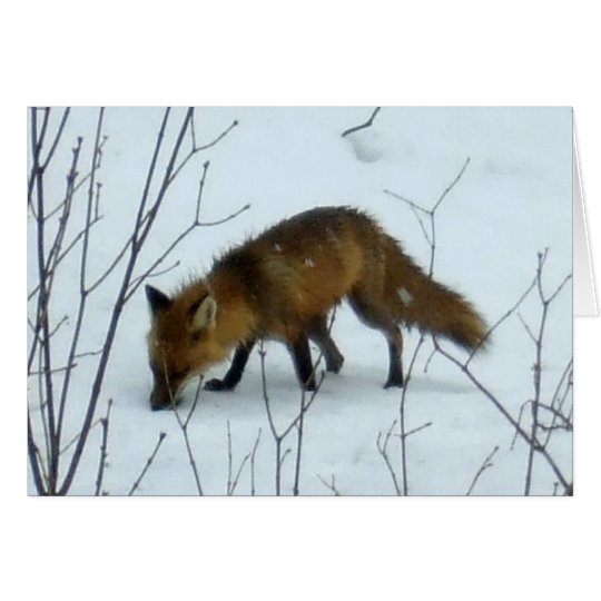 Fox in Snow -Blank Card