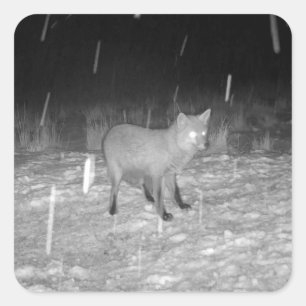 Fox in Snow Winter Customisable Animal Art Square Sticker