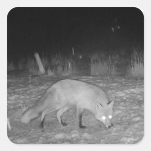 Fox in Snow Winter Scene Square Sticker