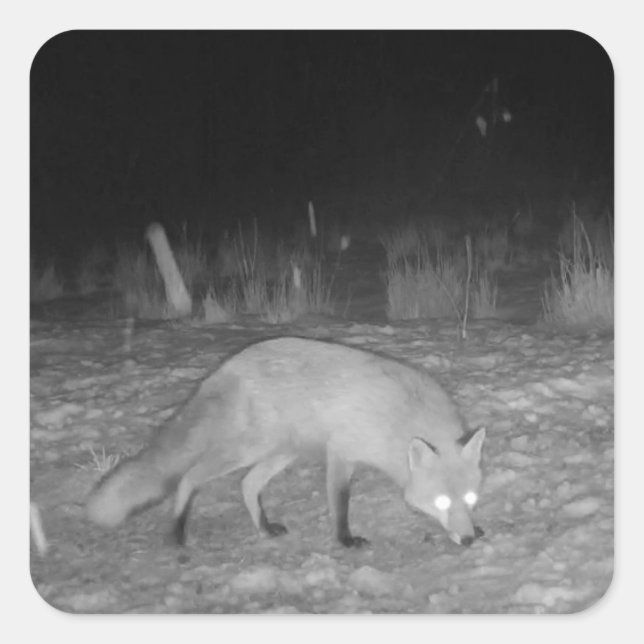 Fox in Snow Winter Scene Square Sticker (Front)