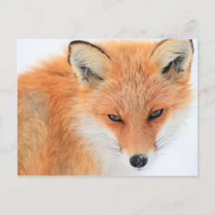 Fox In The Snow Postcard