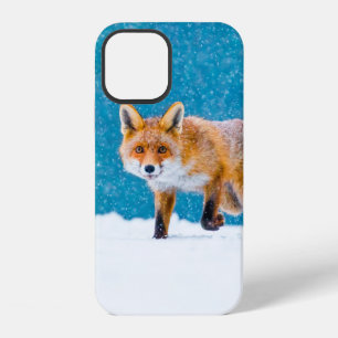 Fox in winter. Red fox, Vulpes vulpes, sniffs abou iPhone 12 Case