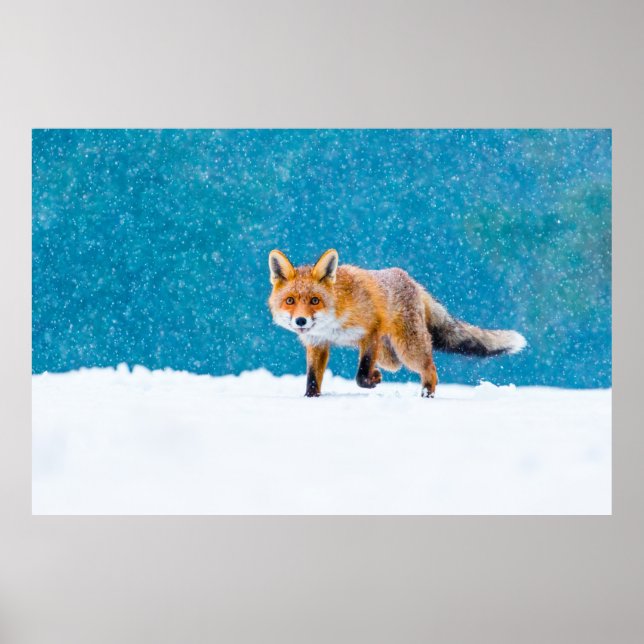Fox in winter. Red fox, Vulpes vulpes, sniffs abou Poster (Front)