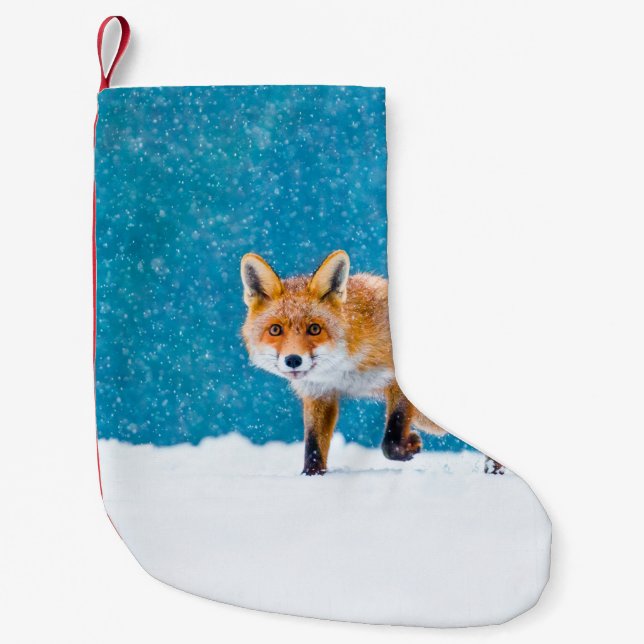Fox in winter. Red fox, Vulpes vulpes, sniffs abou Small Christmas Stocking (Front)