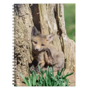 Fox Kit in the Hudson Valley Notebook