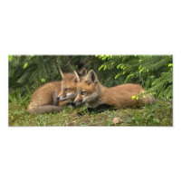  Fox Kit Pals 