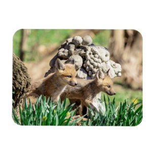 Fox Kits in the Hudson Valley Magnet