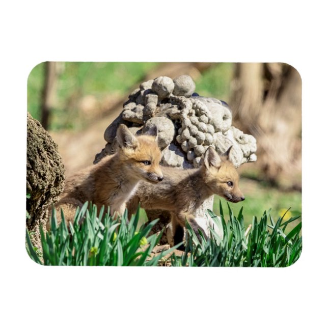 Fox Kits in the Hudson Valley Magnet (Horizontal)