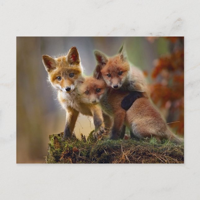 Fox Kits Photo Postcard (Front)