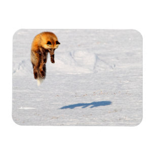 Fox Leap Yukon, Canada Magnet