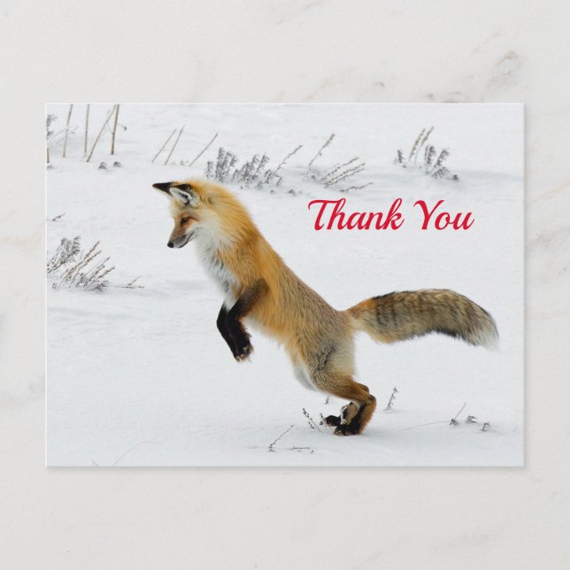 Fox Leaping Snow Photo Thank You Postcard (Front)