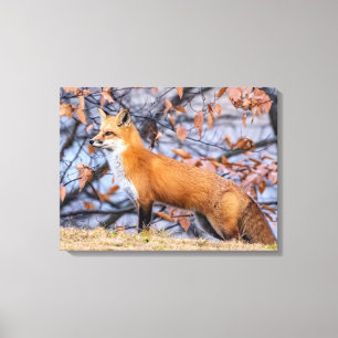 Fox, Leaves And Fog  Canvas Print