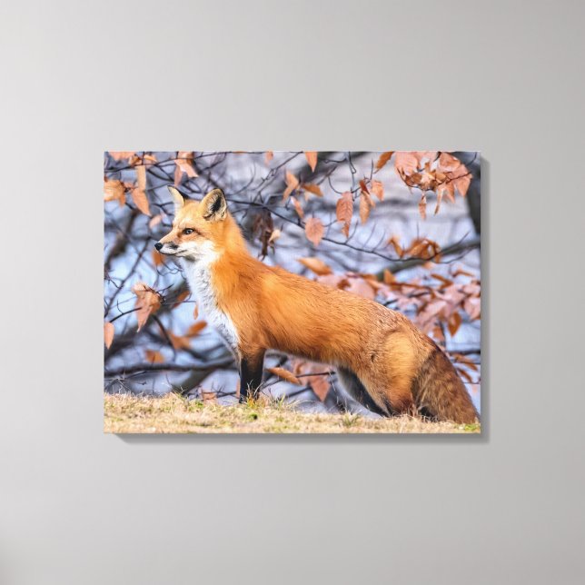 Fox, Leaves And Fog  Canvas Print (Front)
