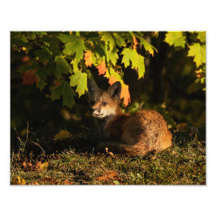  Fox Leaves and Shadows      Photo Print