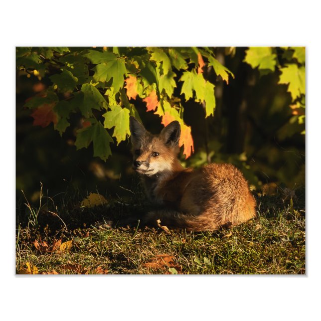  Fox Leaves and Shadows      Photo Print (Front)