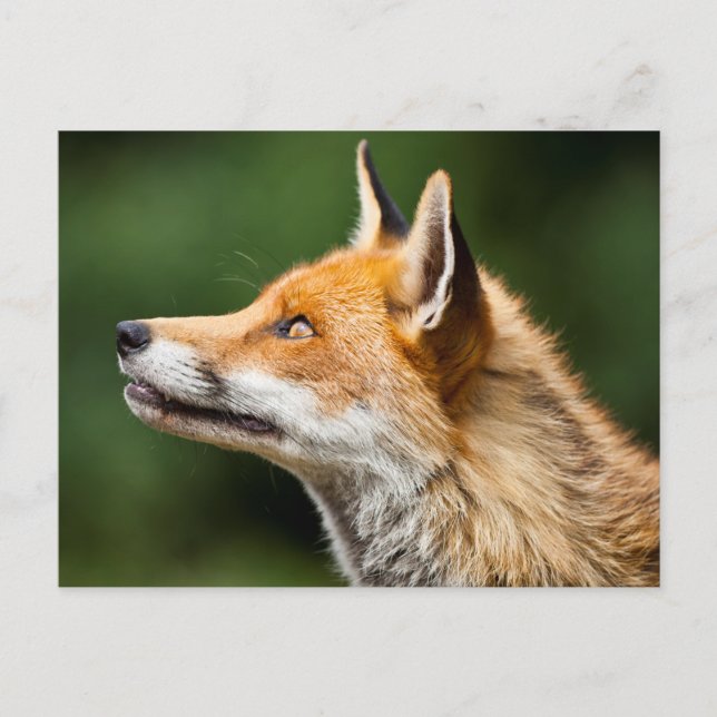 Fox Looking Up Postcard (Front)