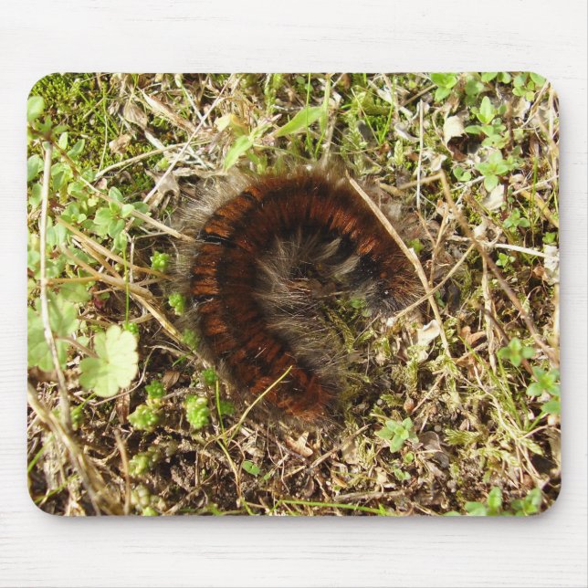 Fox Moth Caterpillar Mouse Mat (Front)