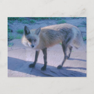 Fox on Porch Postcard
