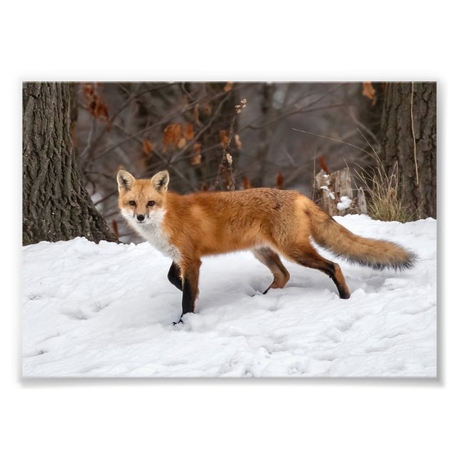  Fox On Snow    Photo Print (Front)