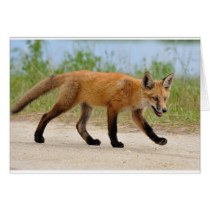 Fox on the run