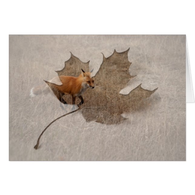 Fox on the Run (Front Horizontal)