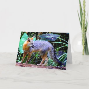FOX ON TREE CARD