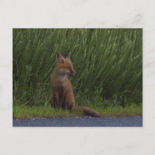 Fox Photo Postcard