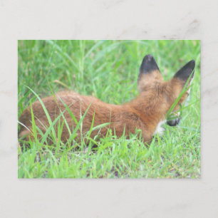 Fox Photo Postcard