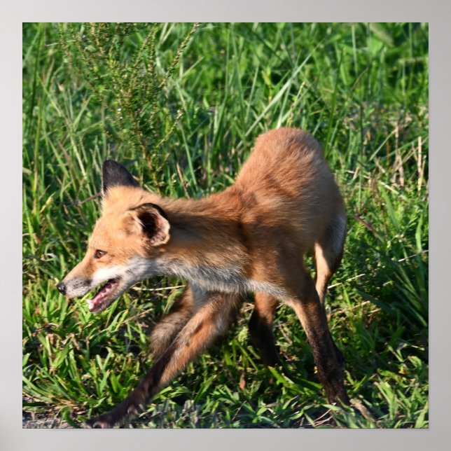 Fox Photo Poster (Front)