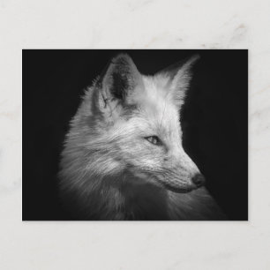 Fox Portrait Postcard