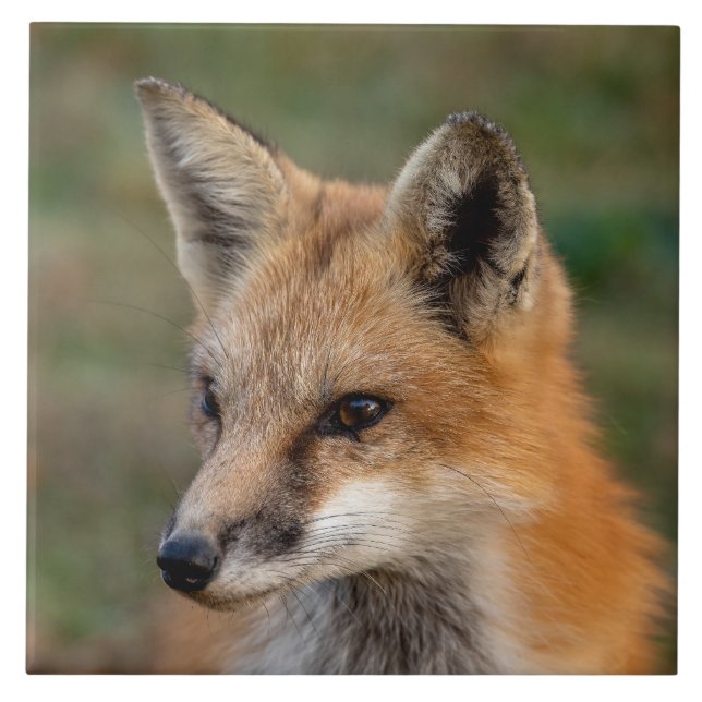  Fox Portrait        Tile (Front)