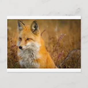 fox postcard