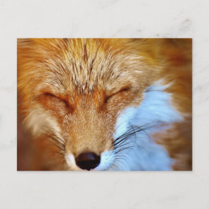 Fox Postcard