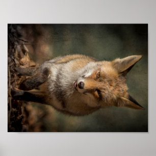 Fox Poster