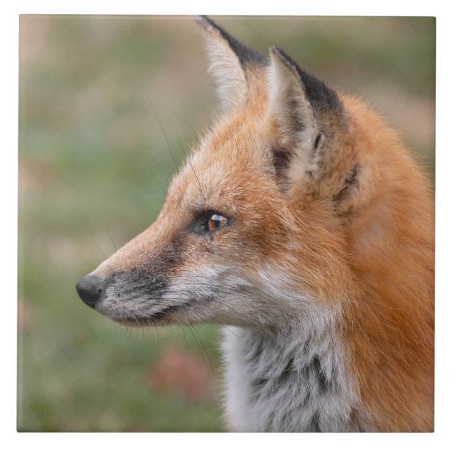  Fox Profile Ceramic Tile (Front)