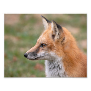  Fox Profile   Photo Print