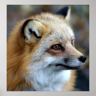 Fox Profile Poster