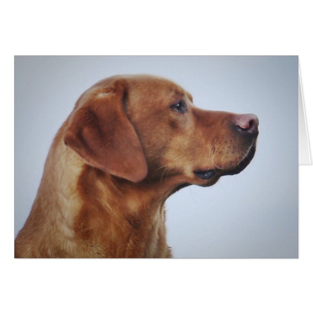 Fox Red Labrador Gundog (Front Horizontal)