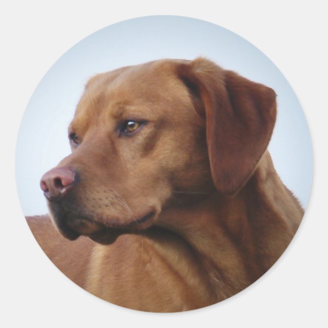 Fox Red Labrador Gundog Classic Round Sticker (Front)