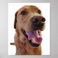 Fox red Labrador poster