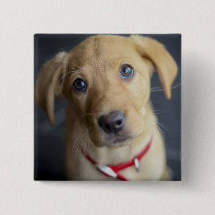 Fox Red Labrador Puppy 15 Cm Square Badge