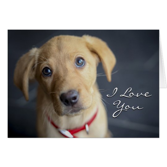Fox Red Labrador Puppy Card