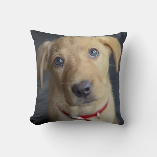 Fox Red Labrador Puppy Cushion (Front)