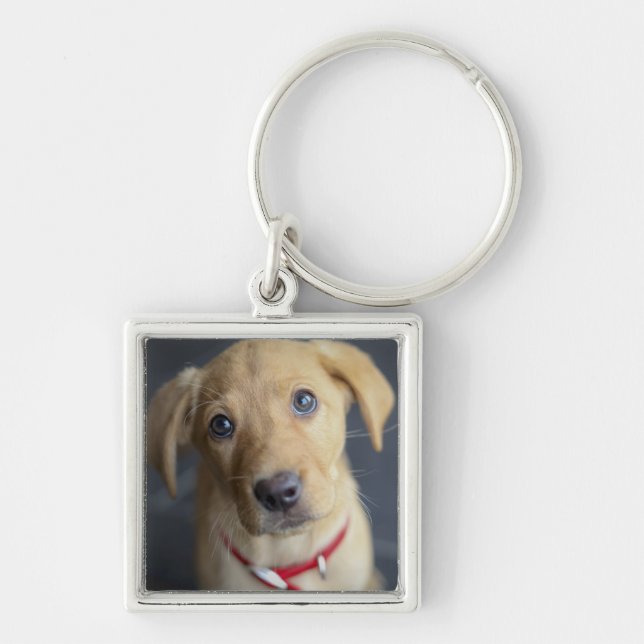 Fox Red Labrador Puppy Key Ring (Front)